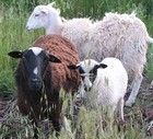 15-06-sheep.jpg