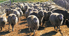 20-05-adopt-a-sheep-1.jpg
