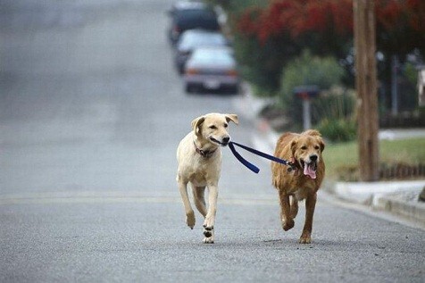 Cane al guinzaglio di cane