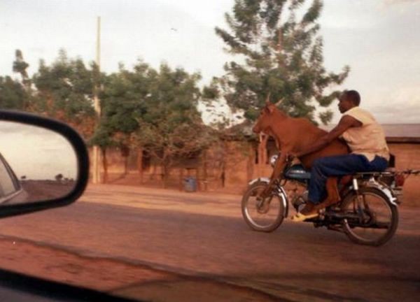 Trasporto mucca