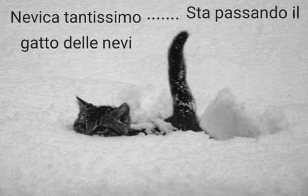 Il gatto delle nevi