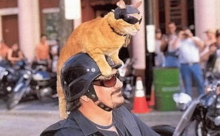 Gatto biker