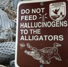 Allucinogeni agli alligatori