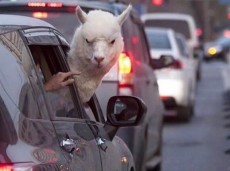 Alpaca di città