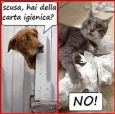 Dov'è la carta igienica?