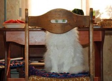 Gatto in maschera