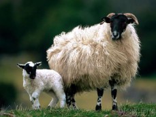 tenerezze di lana