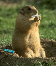 quant'è la minima quantità per le marmotte?