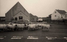 Pecore per strada