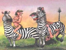 zebra felice