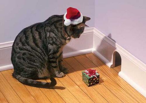 Natale per il gatto