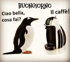 Pinguino miope