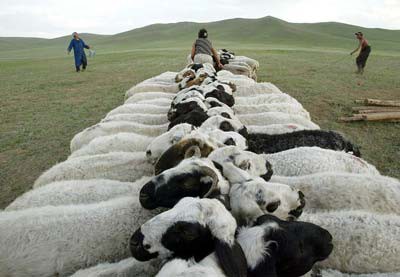 pecore ordinate