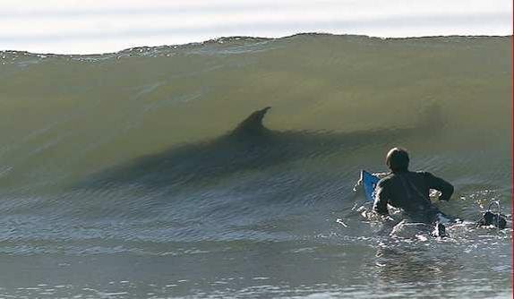 shark surf