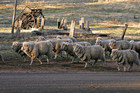 01-06-Sheep_walking_down_road.jpg