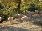 01-10-pecore.jpg
