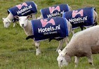 02-05-sheep.jpg