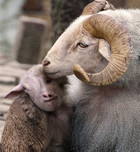 02-06-Monkey-Sheep--27108.jpg