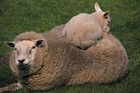 02-08-Sheep2.jpg