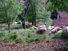 02-09-pecore.jpg