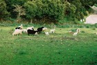 02-10-pecore.jpg