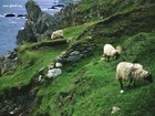 02-12-Pecore_nel_verde_d_Irlanda.jpg