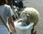 03-06-sheep.jpg