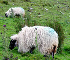 04-05-Sheep_Grazing.jpg