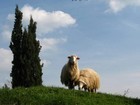 04-10-pecore.jpg