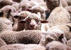 05-05-sheep_wideweb__430x302.jpg