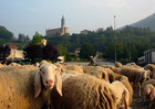 05-10-pecore.jpg