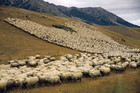 06-04-many-sheep.jpg