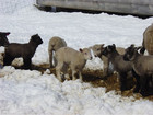 06-08-sheep.jpg