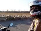 06-10-pecore.jpg