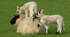 07-08-SheepPhoto2a.jpg