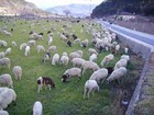 07-09-pecore_terlago.jpg