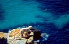 08-02-pecora_mare.jpg