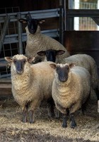 08-05-sheep.jpg