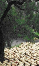 08-06-sheep.jpg