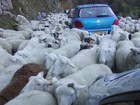 08-08-Sheep_Stampede.jpg