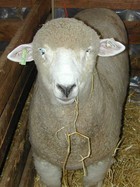 09-04-_Sheep.jpg