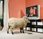 09-06-sheep_tv.jpg