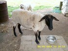 09-07-SheepSheeredSv400003.jpg