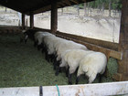 09-08-bevs-sheep-032_jpg.jpg