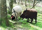 10-08-Ninja-sheep.jpg