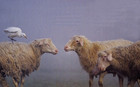 10-10-Pecore_e_uccelli.jpg