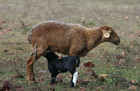 11-05-sheep_4.jpg