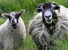 12-05-sheep.jpg