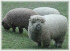 12-06-sheep1.jpg