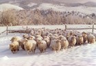 12-07-Dick_s_sheep_2000.jpg